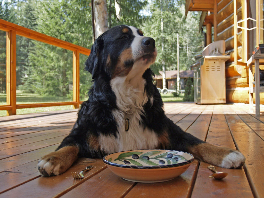 犬に生肉を与えたい！与える量の目安とポイント