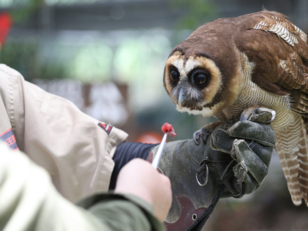 何をどうやって食べさせればいいの？フクロウに適した餌の種類と与え方 – ぐるめBOXネットストア